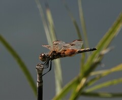Celithemis elisa