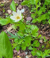 Anemone parviflora