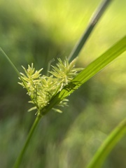 Cyperus strigosus