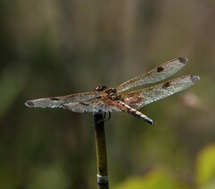 Celithemis elisa