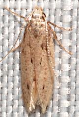 Monochroa quinquepunctella