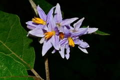 Solanum
