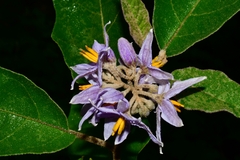 Solanum