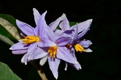 Solanum