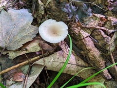 Clitocybe regularis