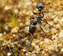 Lordomyrma