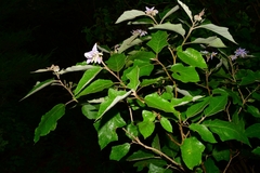 Solanum