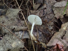 Clitocybe regularis