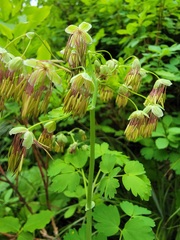 Thalictrum occidentale