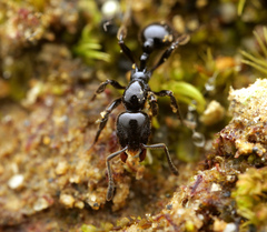 Lordomyrma