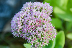 Hylotelephium maximum × spectabile