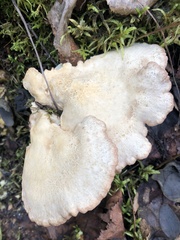 Albatrellus avellaneus