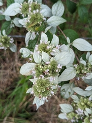 Pycnanthemum