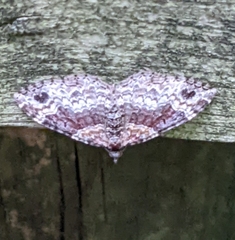 Xanthorhoe ferrugata