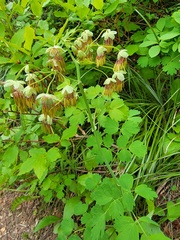 Thalictrum occidentale