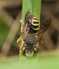 Anthidium oblongatum