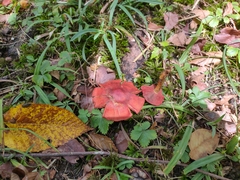 Cortinarius harrisonii