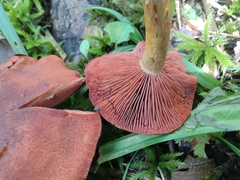 Cortinarius harrisonii
