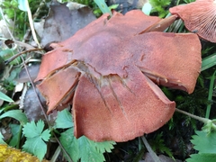 Cortinarius harrisonii