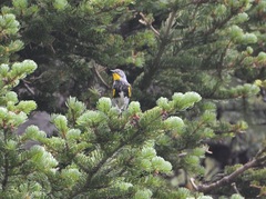 Setophaga coronata auduboni