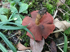 Cortinarius harrisonii