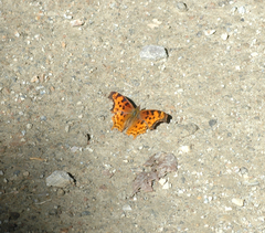 Polygonia g-argenteum