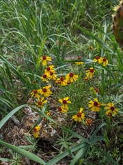 Helenium