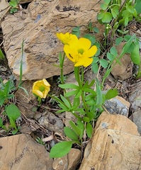 Ranunculus eschscholtzii