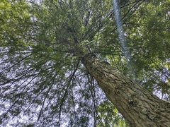 Cortinarius harrisonii