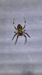 Neoscona arabesca