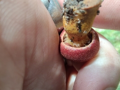 Cortinarius harrisonii