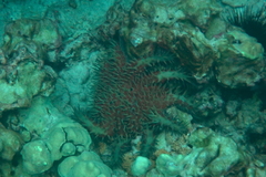 Acanthaster planci