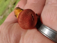 Cortinarius harrisonii
