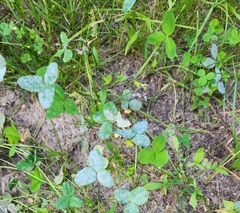 Trifolium hybridum