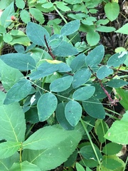 Lathyrus ochroleucus
