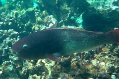 Scarus rubroviolaceus