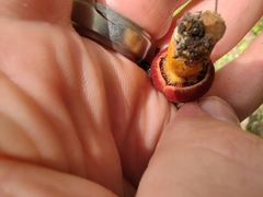 Cortinarius harrisonii