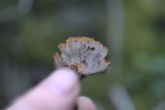 Coltricia cinnamomea