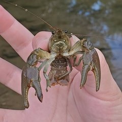 Faxonius rusticus