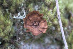 Coltricia cinnamomea