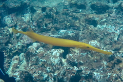 Aulostomus chinensis