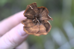 Coltricia cinnamomea