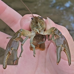 Faxonius rusticus