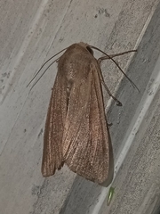 Mythimna unipuncta