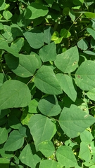 Amphicarpaea bracteata