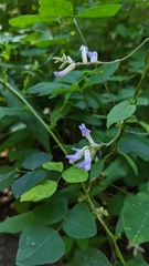 Amphicarpaea bracteata