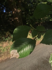 Ulmus americana