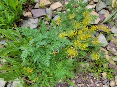 Lomatium multifidum