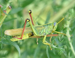 Schistocerca lineata