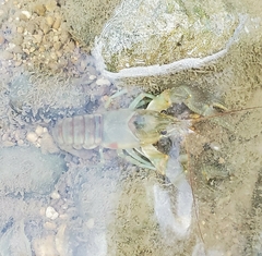Faxonius rusticus